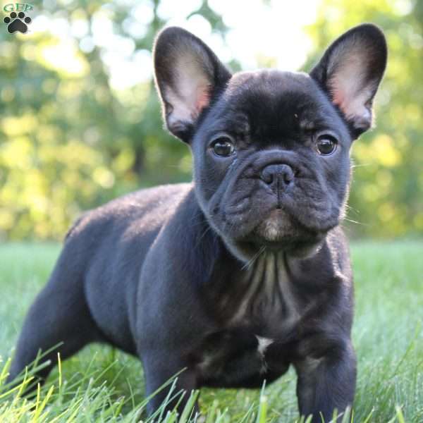 Briar, French Bulldog Puppy